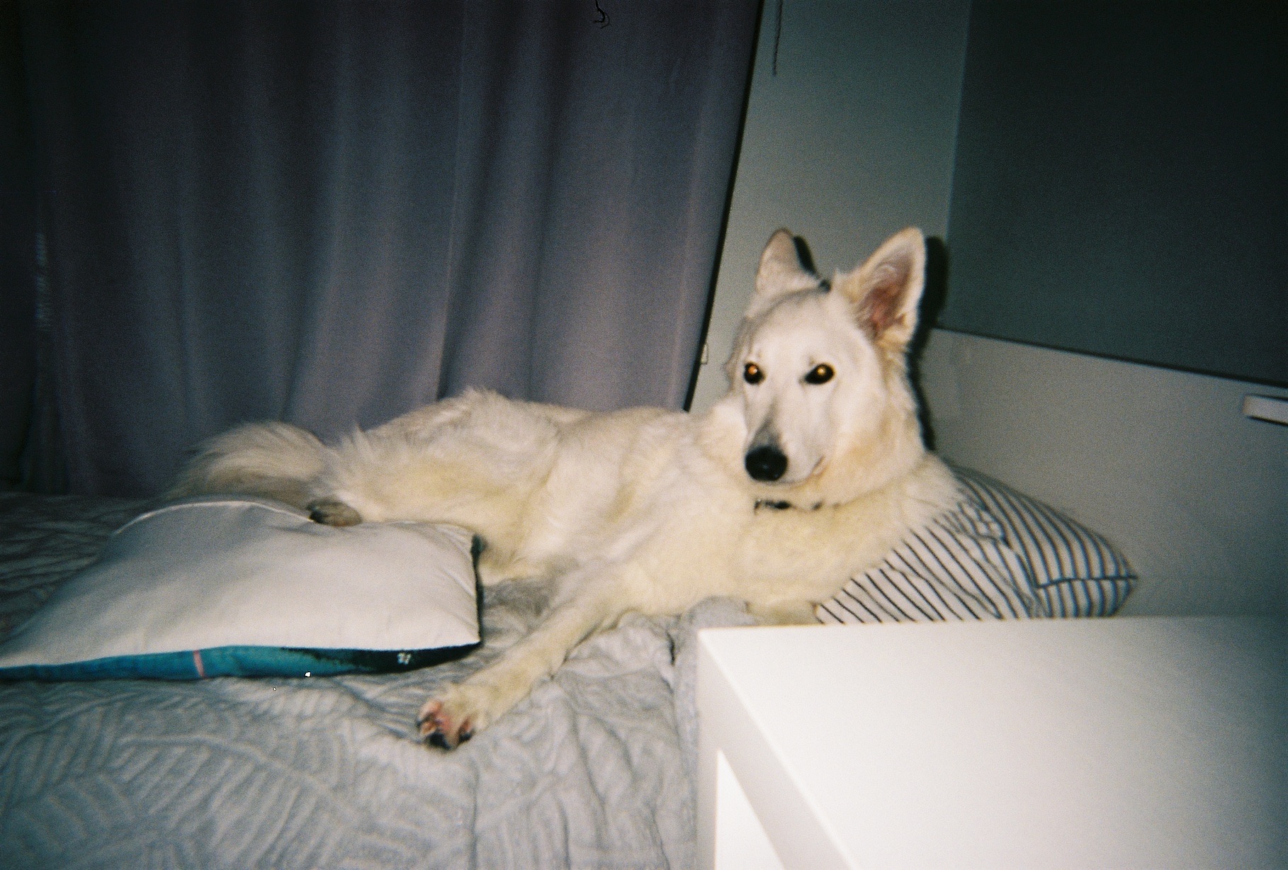 dog laying on a bed