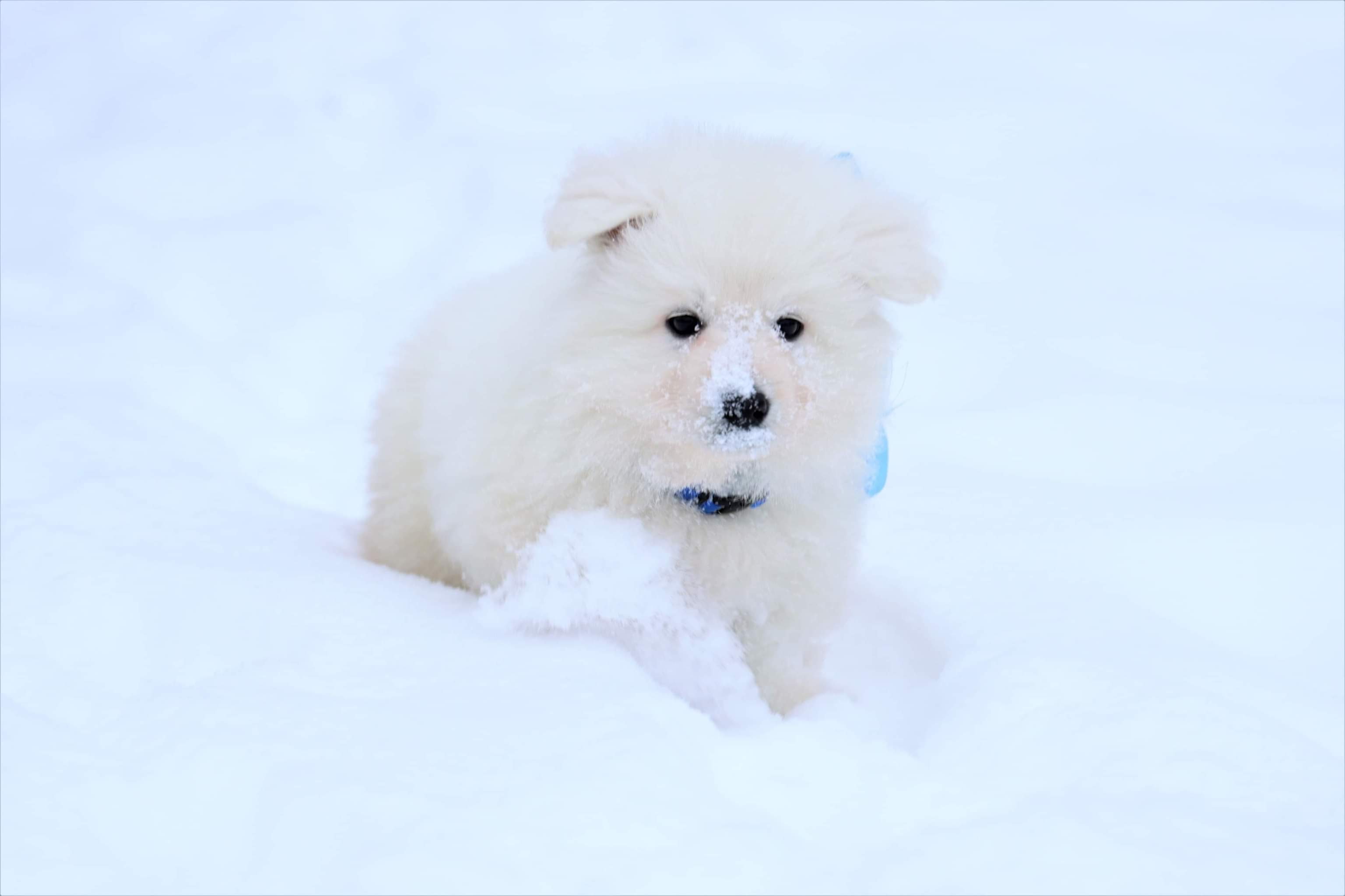  puppy in snow